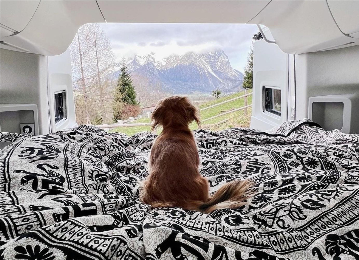 Dog in Camper with View